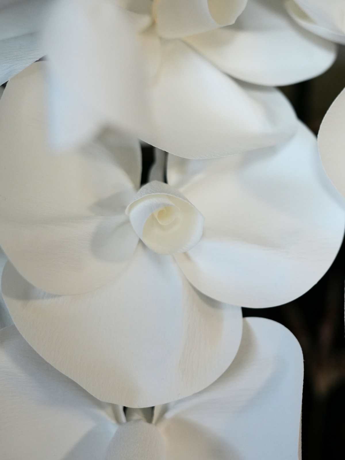 2026 SuperFlower 胡蝶蘭｜7万円ギフト（5連仕様）